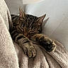 Zoom a rejoint le concours — aidez-le/la à gagner de superbes lots ! blanket, cat, close_up, couch, cozy, cute, feline, home, indoors, paws, pet, portrait, relaxed, resting, sleeping, sleepy, soft_texture, striped_fur, tabby_cat, whiskers