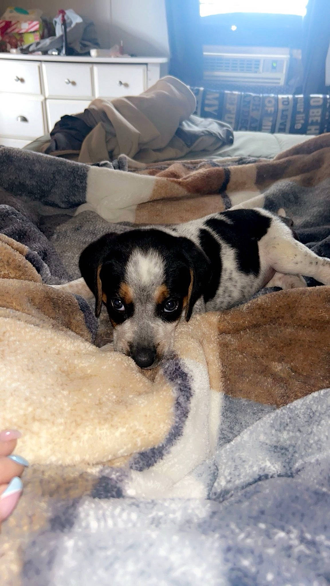 Cooper joined the competition — help win amazing prizes! art, bookcase, canidae, carnivore, comfort, companion_dog, couch, dog, dog_breed, flooring, fur, living_room, paw, puppy, sporting_group, street_dog, terrier, whiskers, working_animal, working_dog