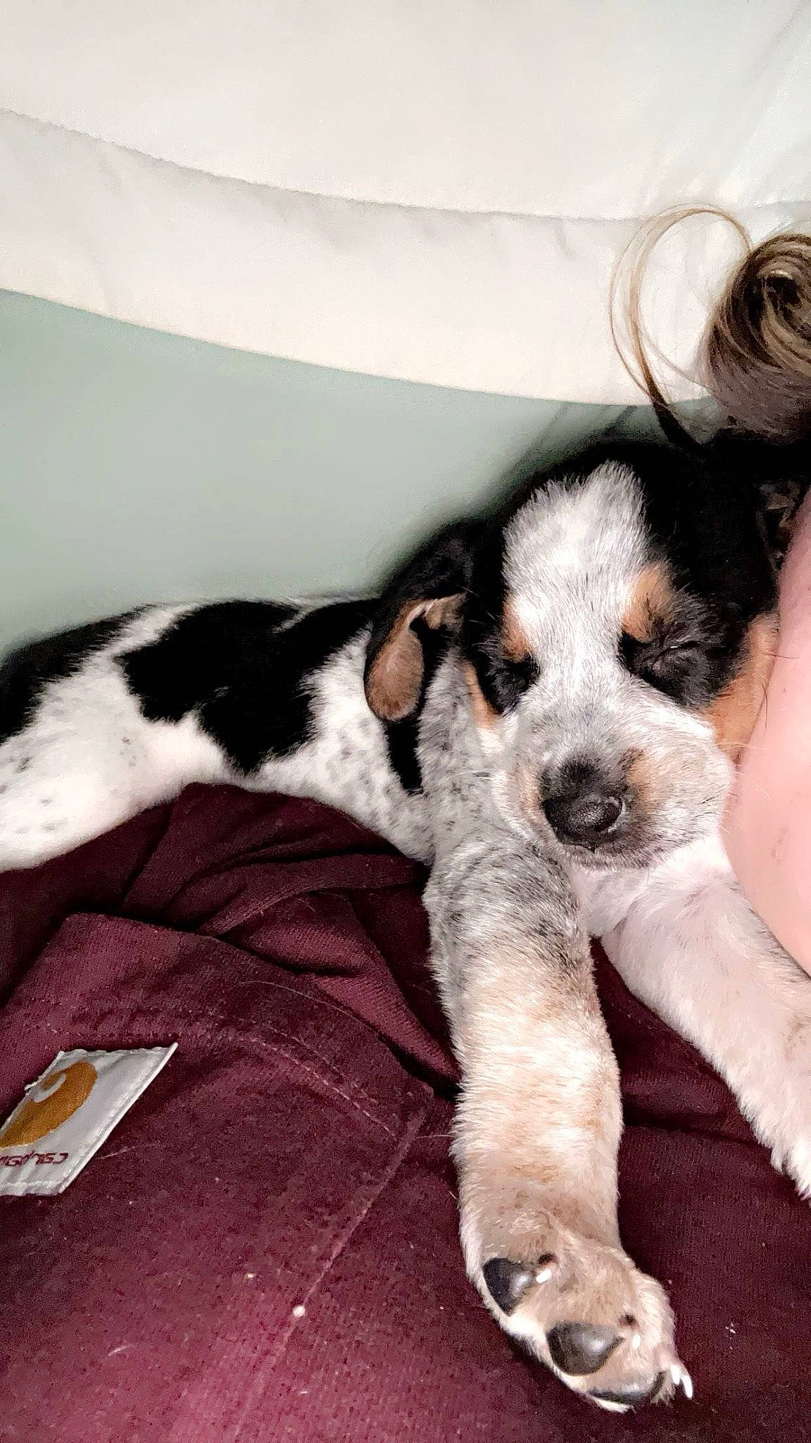 Cooper is registered to the contest to win money with this photo: bored, canidae, carnivore, comfort, companion_dog, couch, dog, dog_breed, fur, paw, puppy, snout, sporting_group, terrestrial_animal, toy_dog, whiskers, working_animal