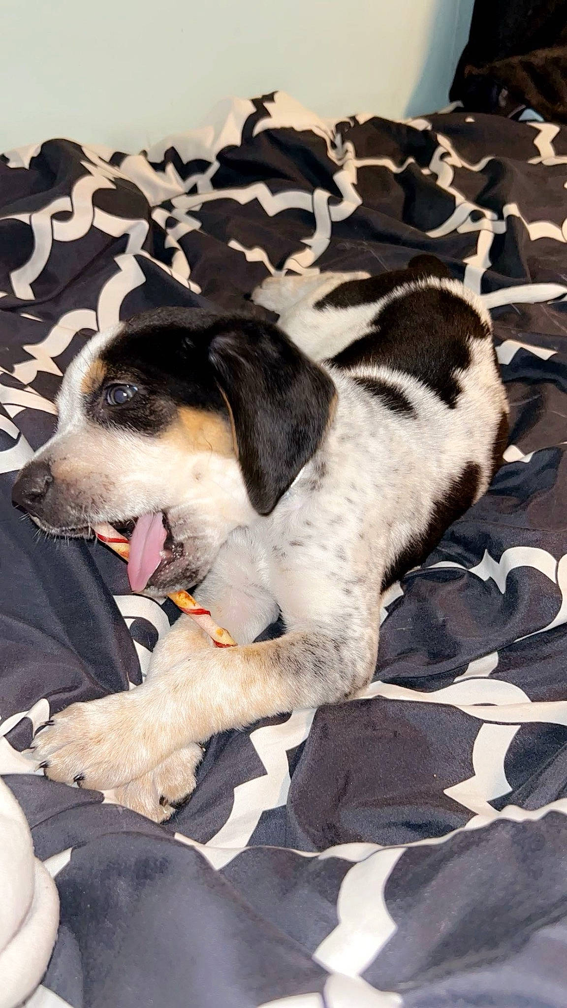 Cooper is registered to the contest to win money with this photo: canidae, carnivore, collar, comfort, companion_dog, dog, dog_breed, fur, nap, non_sporting_group, pattern, paw, puppy, sporting_group, tail, terrestrial_animal, whiskers, working_animal