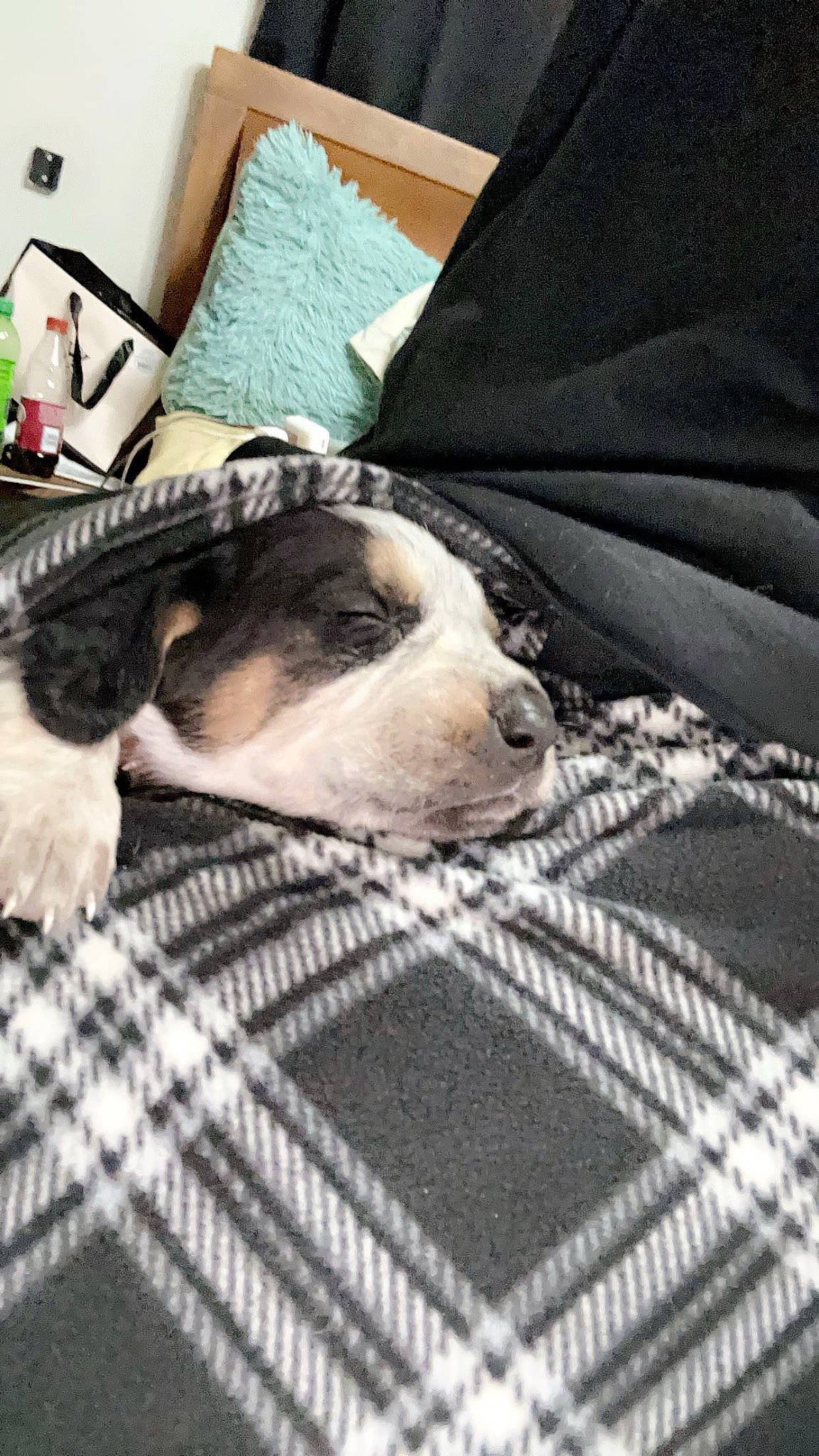 Cooper joined the competition — help win amazing prizes! bag, bedding, canidae, carnivore, comfort, companion_dog, dog, dog_breed, flooring, fur, grey, linens, pattern, pillow, room, sporting_group, textile, throw_pillow, wood, woven_fabric