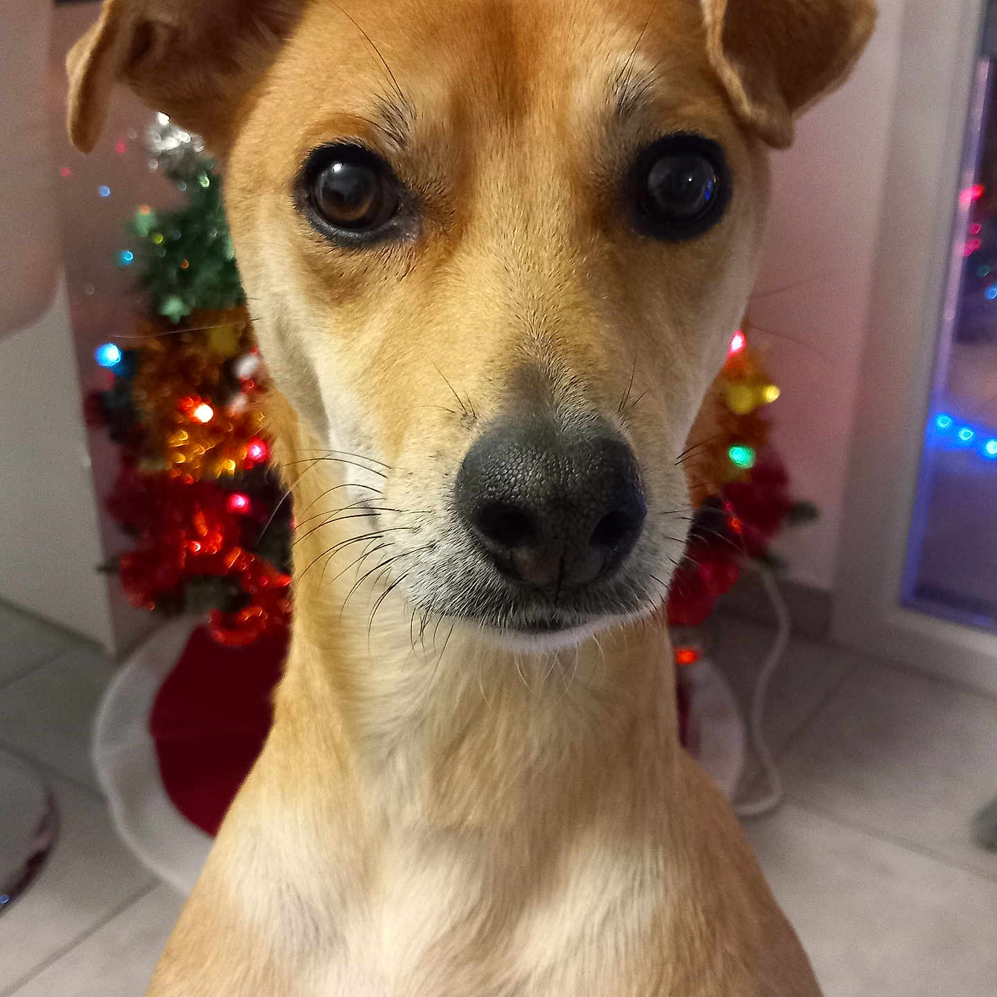 Tara participe au concours pour gagner de l'argent avec cette photo : accessories, animal, bead, beagle, canine, chihuahua, couch, dog, furniture, goldenretriever, hound, husky, labradorretriever, pet, pointer, puppy, snout, sphere, strap, terrier