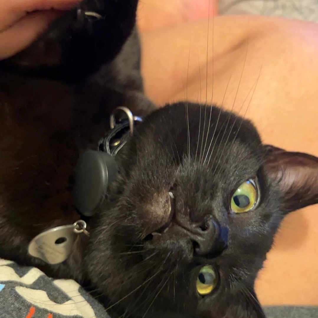 Voldemort is registered to the contest to win money with this photo: black_cat, cat, claws, close_up, collar, cute, domestic_animal, fangs, feline, gray_clothing, hand, indoor, leg, person, pet, playful, relaxed, rings, tag, whiskers