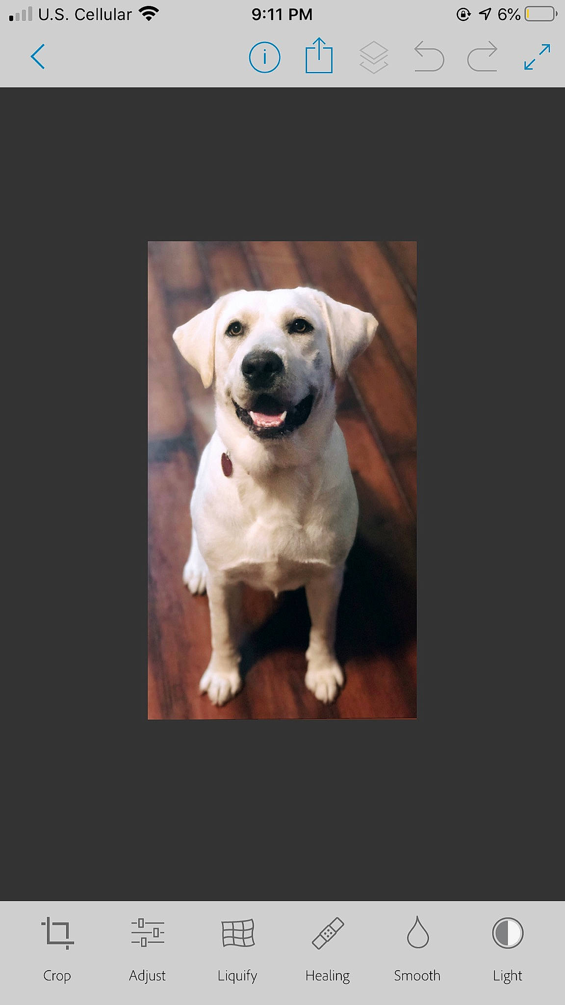 Maize is registered to the contest to win money with this photo: canidae, carnivore, companion_dog, dog, dog_breed, fawn, font, golden_retriever, labrador_retriever, mammal, photo_caption, photography, puppy, puppy_love, retriever, screenshot, sporting_group, stock_photography