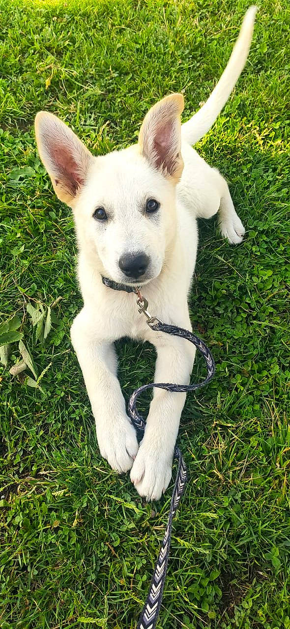 Sheldon participe au concours pour gagner de l'argent avec cette photo : ancient_dog_breeds, canidae, carnivore, collar, companion_dog, dog, dog_breed, dog_collar, fawn, grass, groundcover, non_sporting_group, paw, plant, sporting_group, tail, terrestrial_animal, whiskers, working_animal, working_dog
