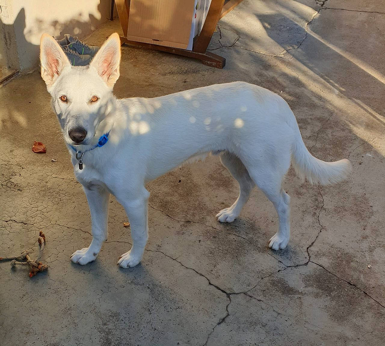 Sheldon a rejoint le concours — aidez-le/la à gagner de superbes lots ! ancient_dog_breeds, canidae, carnivore, collar, companion_dog, dog, dog_breed, dog_collar, dog_supply, fawn, non_sporting_group, paw, road_surface, snout, sporting_group, tail, terrestrial_animal, working_animal