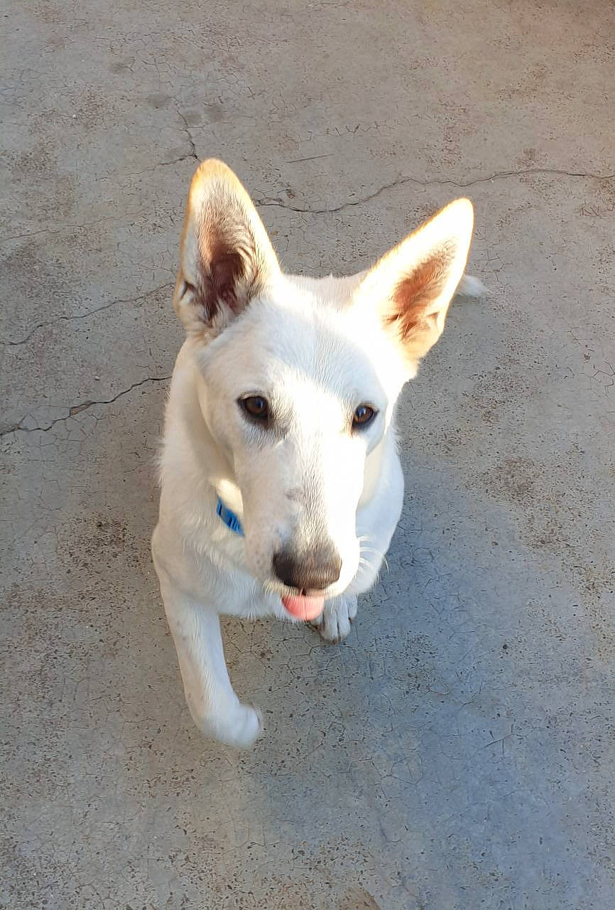 Sheldon a rejoint le concours — aidez-le/la à gagner de superbes lots ! canidae, carnivore, collar, companion_dog, dog, dog_breed, fawn, non_sporting_group, paw, rainbow, road_surface, sporting_group, tail, terrestrial_animal, working_animal