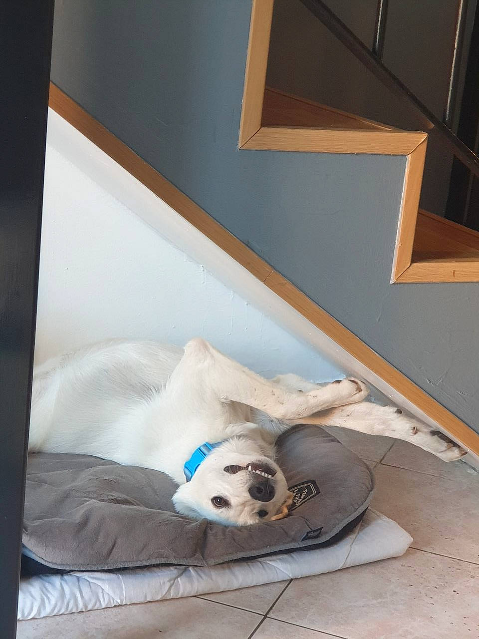 Sheldon participe au concours pour gagner de l'argent avec cette photo : ball, bed, bed_frame, bed_sheet, bedding, bedroom, carnivore, comfort, companion_dog, dog, dog_breed, flooring, grey, hardwood, house, linens, room, stuffed_toy, toy, wood