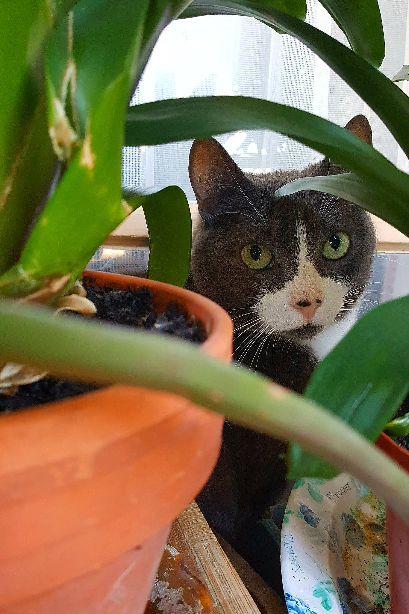 Prune a rejoint le concours — aidez-le/la à gagner de superbes lots ! carnivore, cat, close_up, domestic_short_haired_cat, felidae, fur, grass, houseplant, leaf, plant, plant_stem, rim, small_to_medium_sized_cats, snout, stairs, terrestrial_animal, terrestrial_plant, tree, whiskers