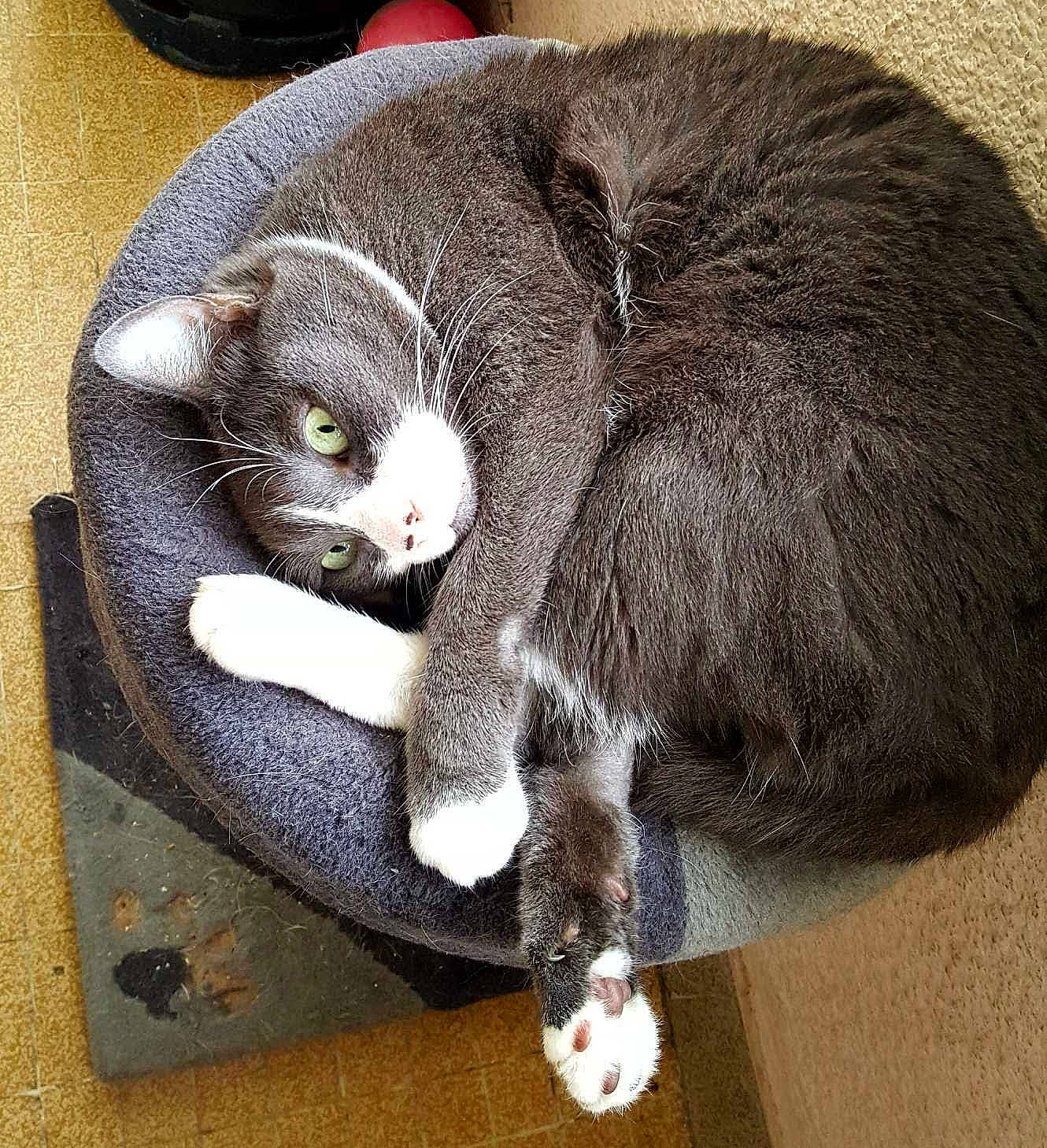 Prune participe au concours pour gagner de l'argent avec cette photo : black_cat, carnivore, cat, cat_supply, claw, comfort, domestic_short_haired_cat, felidae, fur, grey, nap, paw, pet_supply, sitting, small_to_medium_sized_cats, snout, tail, travel_pillow, whiskers