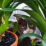 Prune participe au concours pour gagner de l'argent avec cette photo : annual_plant, botany, carnivore, cat, domestic_short_haired_cat, felidae, flowering_plant, flowerpot, garden, grass, green, herb, houseplant, leaf, plant, plant_stem, small_to_medium_sized_cats, soil, terrestrial_plant, whiskers