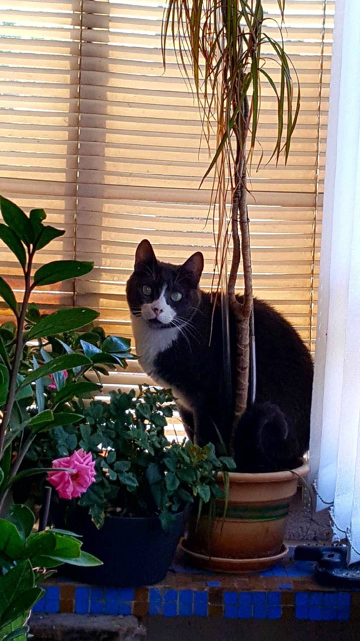 Prune participe au concours pour gagner de l'argent avec cette photo : annual_plant, carnivore, cat, domestic_short_haired_cat, felidae, flower, flowerpot, garden, grass, houseplant, plant, porch, small_to_medium_sized_cats, sunlight, tail, tints_and_shades, whiskers, window, window_blind, wood