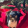 animal, cat, christmas_tree, cute, decor, domestic_cat, eyes, floor, fur, holiday, indoor, paws, pet, pine_needles, red, relaxed, tabby_cat, tree_skirt, whiskers, wood_floor
