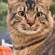 Titan joined the competition — help win amazing prizes! cat, tabby, close_up, animal, pet, fur, whiskers, ears, face, yellow_eyes, outdoor, nature, mammal, cute, feline, portrait, looking, alert, domestic_cat, fluffy