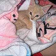 Ramsey joined the competition — help win amazing prizes! kitten, cat, blanket, cozy, cute, fur, pet, animal, small, snuggled, soft, indoor, resting, curious, ears, whiskers, paws, bedtime, comfort, warm