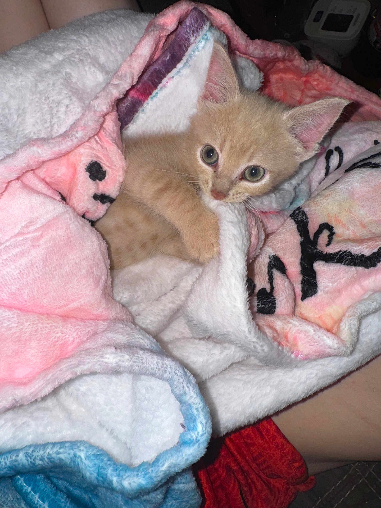 Ramsey joined the competition — help win amazing prizes! kitten, cat, blanket, cozy, cute, fur, pet, animal, small, snuggled, soft, indoor, resting, curious, ears, whiskers, paws, bedtime, comfort, warm