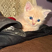 Ramsey joined the competition — help win amazing prizes! animal, blue_eyes, brown_surface, cat, close_up, curious, curtain, cute, ears, feline, fur, indoor, kitten, leather_jacket, pet, resting, small, soft, whiskers, young