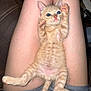 animal, cat, cute, feline, fluffy, human_legs, indoor, kitten, lap, orange_tabby, paws, person, pet, pink_paw_pads, playful, relaxed, resting, shorts, small, young