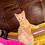 blanket, cat, couch, cozy, curious, cute, feline, fur, green_eyes, indoor, kitten, knitted_blanket, leather_couch, orange_tabby, paw, pet, relaxed, tail, whiskers, young_animal