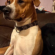 Sixx joined the competition — help win amazing prizes! dog, pet, brown_and_white, close_up, portrait, indoor, couch, leather_sofa, collar, toy, sitting, chest, front_legs, ears, nose, whiskers, calm, medium_size_dog, household, companion