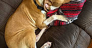 Sixx joined the competition — help win amazing prizes! blanket, blue_toy, brown_dog, collar, couch, cozy, dog, ear, home_interior, leather_sofa, living_room, paw, plush_toy, resting, sleeping, snout, stitch_plush, striped_blanket, tail, wood_floor