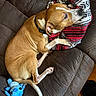 blanket, blue_toy, brown_dog, collar, couch, cozy, dog, ear, home_interior, leather_sofa, living_room, paw, plush_toy, resting, sleeping, snout, stitch_plush, striped_blanket, tail, wood_floor