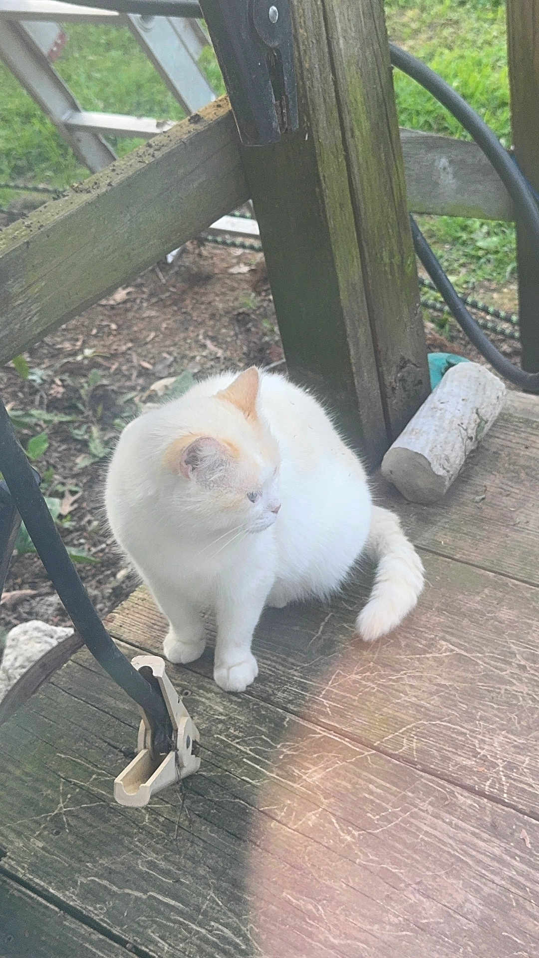 Momma joined the competition — help win amazing prizes! cat, white_cat, outdoor, wooden_porch, log, garden_hose, animal, pet, feline, curious, sitting, nature, rustic, wood, greenery, daylight, calm, fur, ears, tail