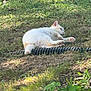 Momma is registered to the contest to win money with this photo: cat, white_cat, outdoor, grass, sunlight, relaxed, animal, nature, plant, leaf, pipe, resting, fur, pet, mammal, daylight, ground, sleeping, wildlife, summer