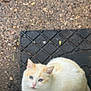 Momma is registered to the contest to win money with this photo: cat, animal, pet, outdoor, mat, black_mat, blue_eyes, cream_colored, feline, sitting, ground, gravel, fur, ears, whiskers, looking_up, nature, daylight, closeup, domestic_cat