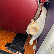 Momma is registered to the contest to win money with this photo: cat, cream_color, furniture, red, purple_wall, wooden_floor, black_tape, curious, pet, indoor, whiskers, flooring, small_space, animal, side_view, paw, home, domestic_cat, quiet, exploring