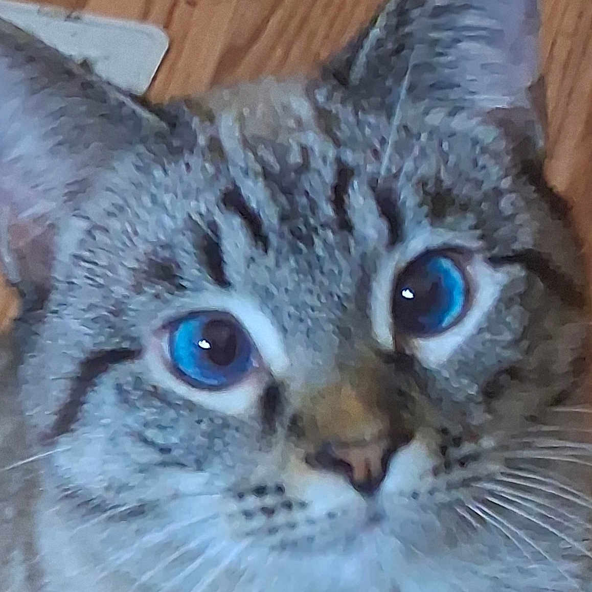 Whodey joined the competition — help win amazing prizes! animal, blue_eyes, blurred, cat, close_up, cute, domestic_cat, ears, face, feline, fur, fuzzy, indoor, looking, mammal, pet, portrait, tabby, whiskers, wooden_floor