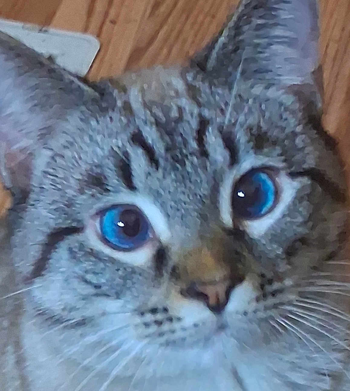 Whodey joined the competition — help win amazing prizes! cat, close_up, blue_eyes, feline, whiskers, ears, face, pet, animal, fur, tabby, indoor, wooden_floor, cute, mammal, portrait, looking, blurred, fuzzy, domestic_cat