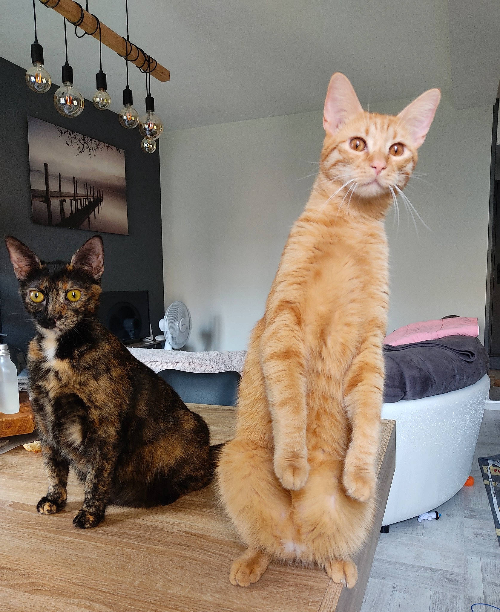 Tintin participe au concours pour gagner de l'argent avec cette photo : carnivore, cat, cat_supply, claw, comfort, domestic_short_haired_cat, fawn, felidae, fur, paw, pet_supply, photo_caption, picture_frame, sitting, small_to_medium_sized_cats, snout, tail, whiskers