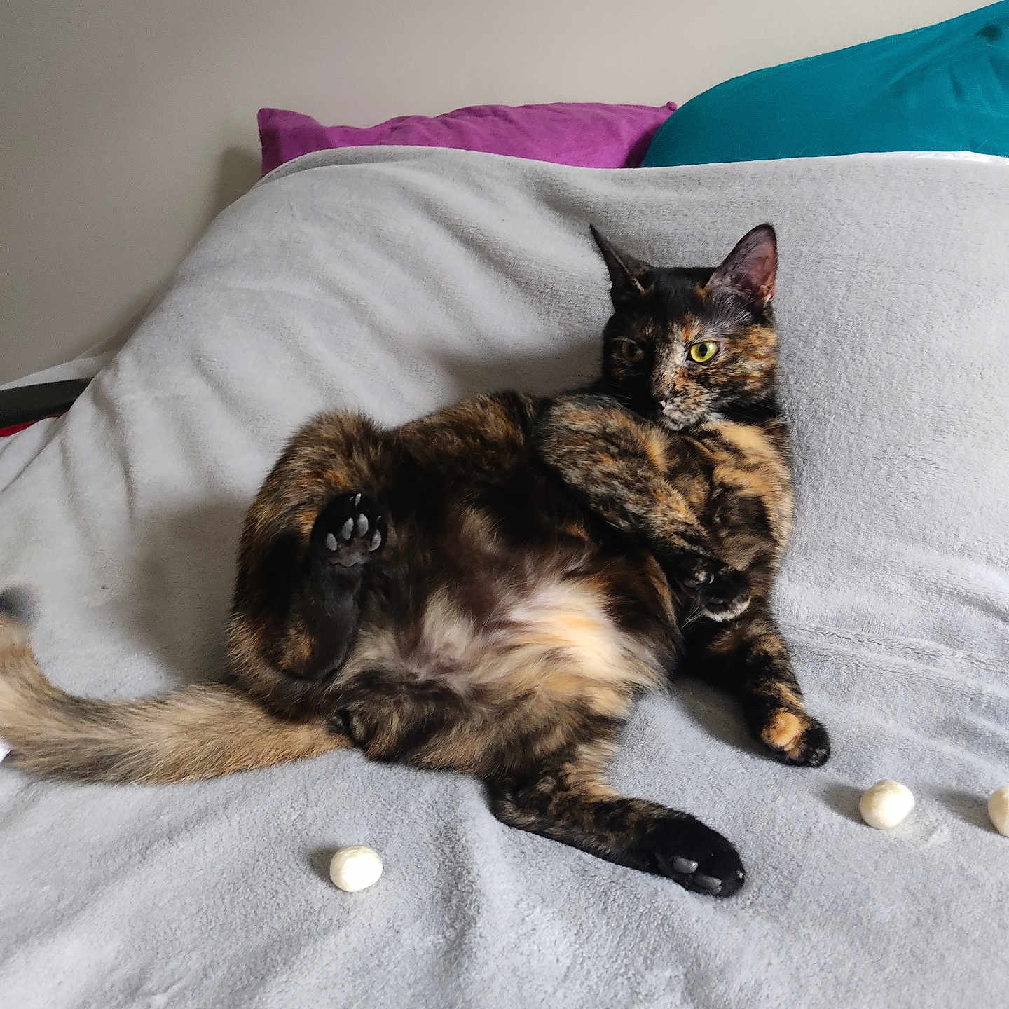 Taya a rejoint le concours — aidez-le/la à gagner de superbes lots ! abyssinian, animal, bed, bedroom, blanket, brasssection, cat, couch, cushion, furniture, homedecor, horn, indoors, kitten, linen, manx, musicalinstrument, pet, room, siamese