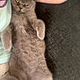 Storm joined the competition — help win amazing prizes! cat, gray_cat, fluffy, relaxed, lying_down, person, tattoo, arm, couch, pillow, indoor, pet, fur, whiskers, paw, resting, cozy, close_up, domestic_animal, sleepy