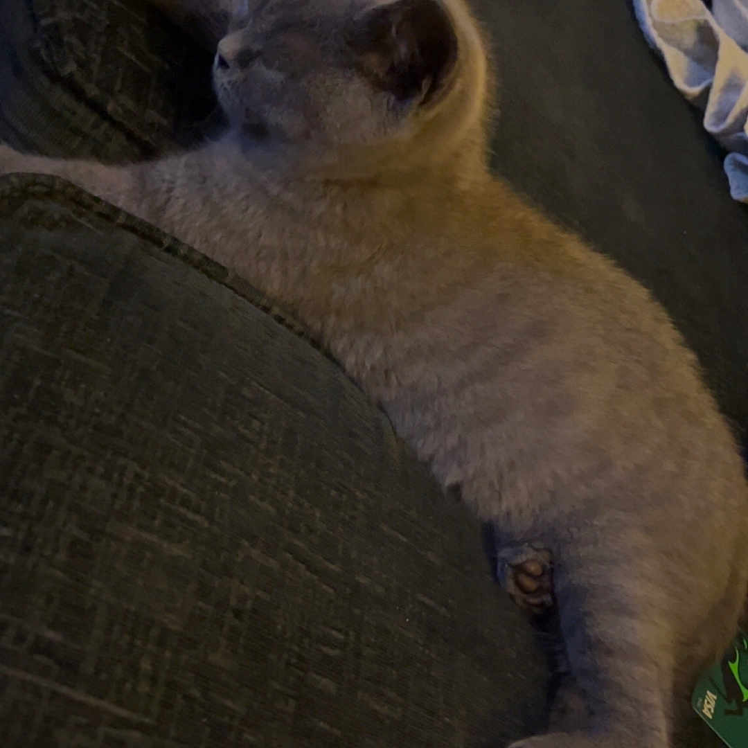 Storm is registered to the contest to win money with this photo: animal, cat, couch, cozy, cute, domestic_animal, feline, fur, furniture, gray_cat, indoor, laying_down, mammal, paw, peaceful, pet, relaxing, resting, sleeping, soft