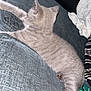 Storm joined the competition — help win amazing prizes! cat, gray_cat, couch, furniture, indoor, pet, relaxed, stretching, paw, fur, texture, leather, blanket, tag, cozy, home, resting, feline, animal, domestic
