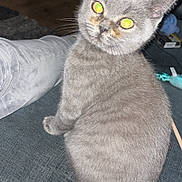 Storm is registered to the contest to win money with this photo: cat, gray_cat, pet, indoor, feline, sitting, couch, fur, whiskers, tail, animal, curious, looking, soft, cozy, home, domestic, furniture, eyes, closeup