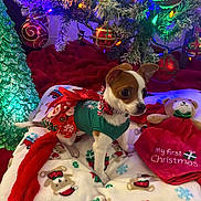 Chloe is registered to the contest to win money with this photo: dog, christmas_tree, christmas_lights, christmas_ornaments, holiday, festive_clothing, blanket, teddy_bear, red_ribbon, green, white, decorations, indoor, cute, small_dog, christmas_theme, holiday_season, winter, celebration, festive