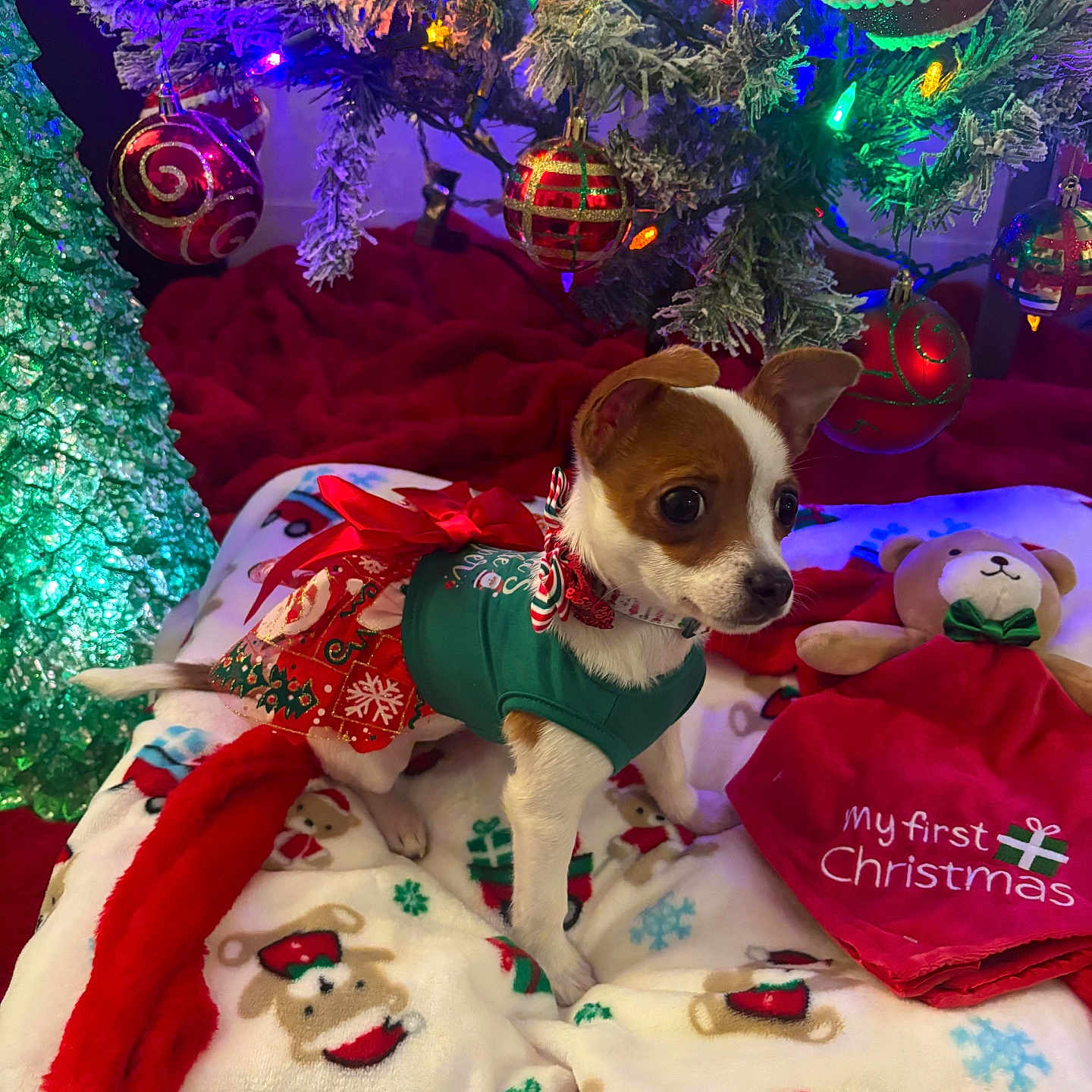Chloe is registered to the contest to win money with this photo: blanket, celebration, christmas_lights, christmas_ornaments, christmas_theme, christmas_tree, cute, decorations, dog, festive, festive_clothing, green, holiday, holiday_season, indoor, red_ribbon, small_dog, teddy_bear, white, winter