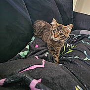 Salem is registered to the contest to win money with this photo: animal, blanket, cat, comfort, couch, cozy, cute, ears, eyes, feline, fur, indoor, kitten, living_room, pet, resting, soft, tabby, whiskers, young