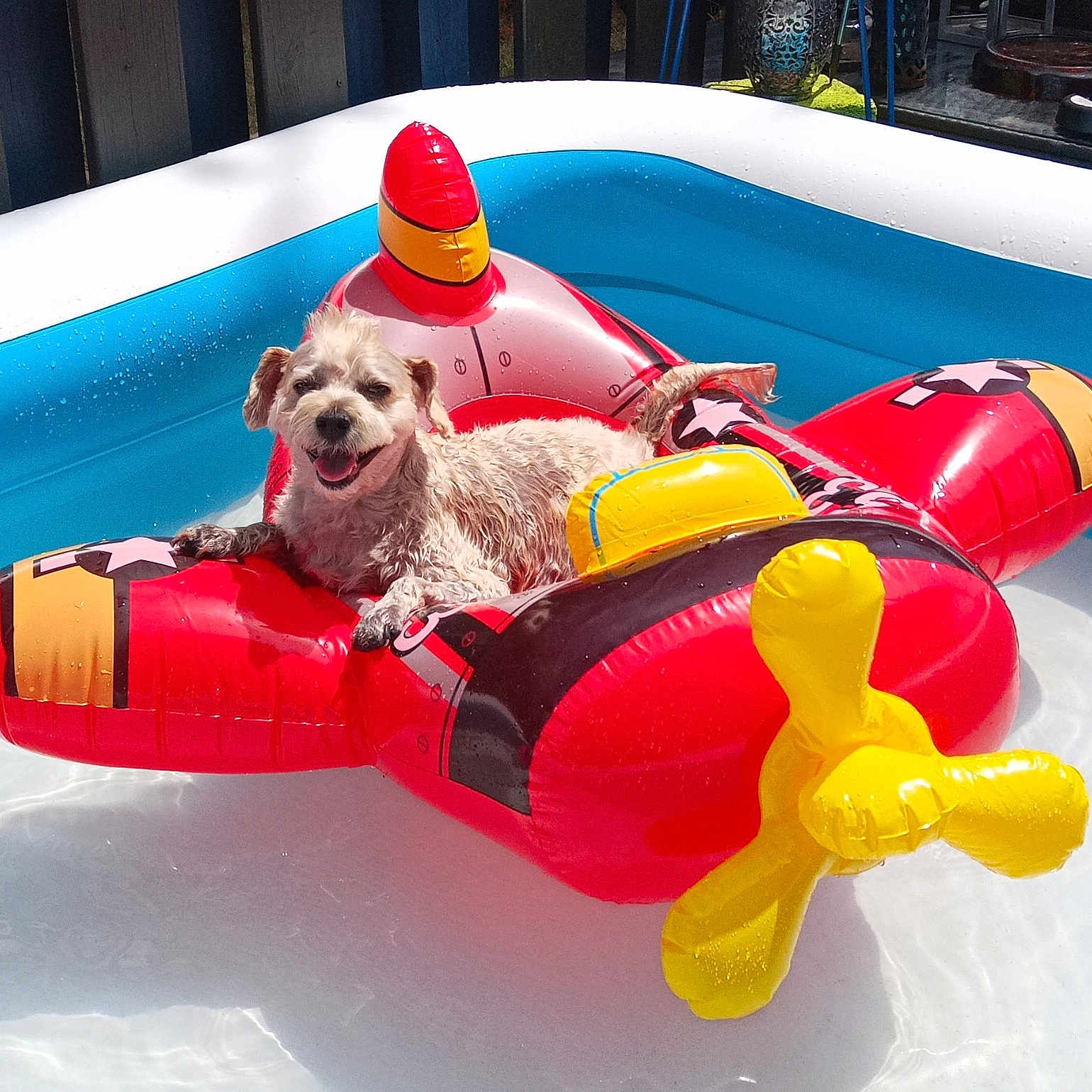Snuggles is registered to the contest to win money with this photo: airplane_float, backyard, captain, colorful, dog, happy, inflatable_toy, outdoor, pet, pool_float, portrait, puppy, recreation, small_dog, smiling, summer, sunlight, swimming_pool, water, wet_fur