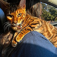 Zara is registered to the contest to win money with this photo: bengal_cat, cat, pet, animal, feline, striped_fur, close_up, sunlight, shoulder, person, car_interior, seat, collar, whiskers, paw, window, trees, nature, domestic_animal, orange_fur