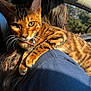 bengal_cat, cat, pet, animal, feline, striped_fur, close_up, sunlight, shoulder, person, car_interior, seat, collar, whiskers, paw, window, trees, nature, domestic_animal, orange_fur