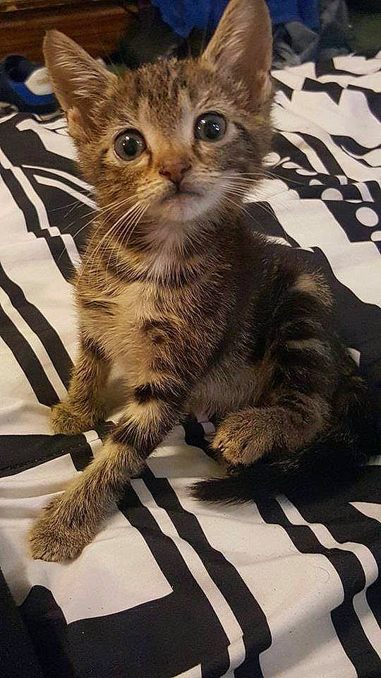 Peanut joined the competition — help win amazing prizes! american_shorthair, asian, california_spangled, carnivore, cat, domestic_short_haired_cat, dragon_li, egyptian_mau, european_shorthair, felidae, kitten, mammal, pixie_bob, small_to_medium_sized_cats, tabby_cat, toyger, vertebrate, whiskers, wild_cat, wildlife