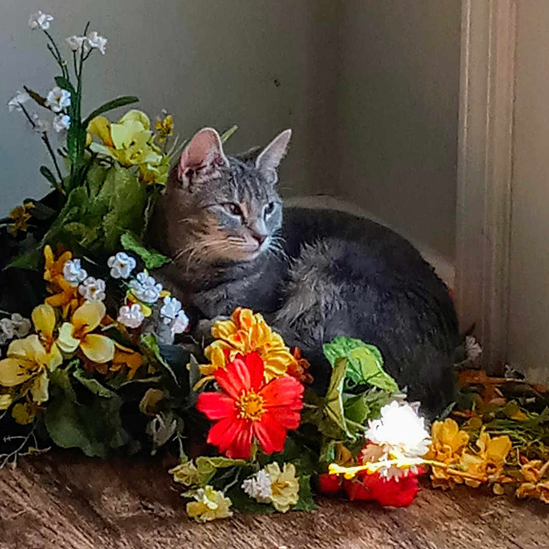 Diamond is registered to the contest to win money with this photo: angora, animal, cat, dahlia, daisy, flower, flowerarrangement, flowerbouquet, geranium, herbal, herbs, ikebana, kitten, leaf, person, pet, petal, plant, pottedplant, sitting