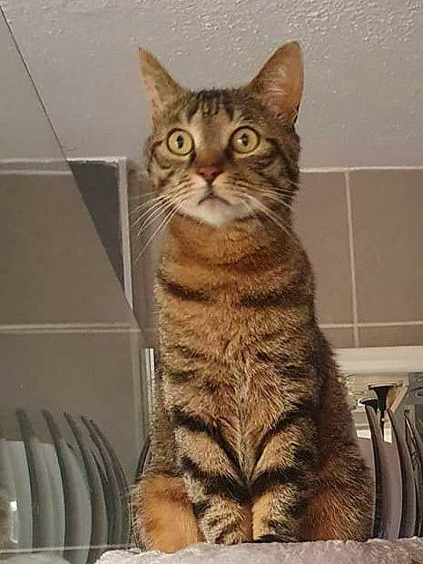 Poker a rejoint le concours — aidez-le/la à gagner de superbes lots ! art, carnivore, cat, comfort, domestic_short_haired_cat, felidae, fur, paw, sitting, small_to_medium_sized_cats, snout, tail, terrestrial_animal, whiskers, wildlife, window