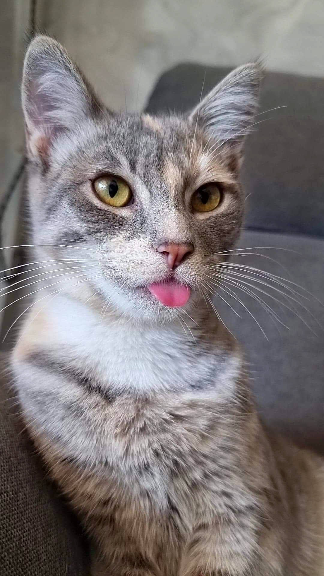 Angel participe au concours pour gagner de l'argent avec cette photo : carnivore, cat, close_up, domestic_short_haired_cat, felidae, fur, iris, paw, small_to_medium_sized_cats, snout, terrestrial_animal, whiskers, wildlife, window