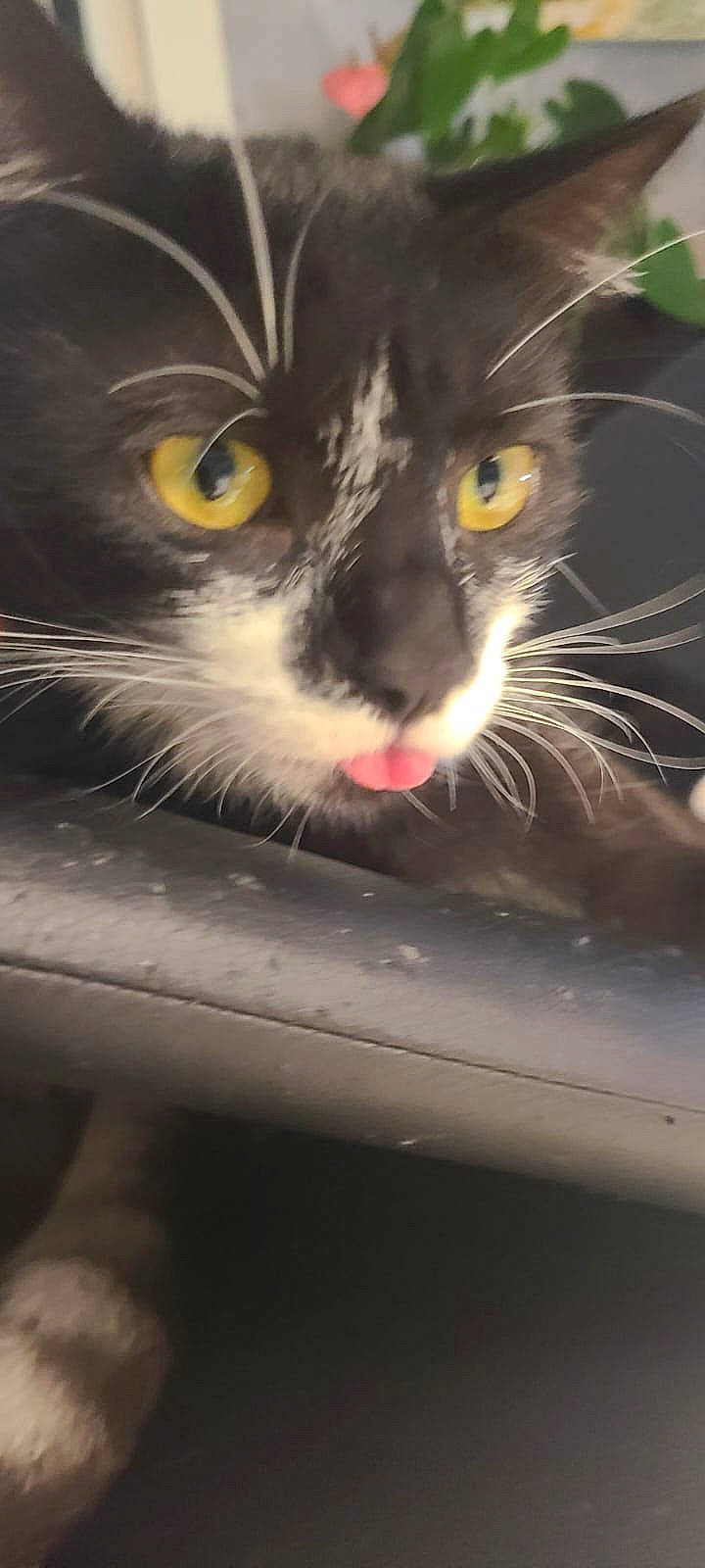 Rita participe au concours pour gagner de l'argent avec cette photo : automotive_mirror, carnivore, cat, claw, domestic_short_haired_cat, eye, felidae, fur, head, nose, paw, photo_caption, rear_view_mirror, small_to_medium_sized_cats, snout, tail, tints_and_shades, whiskers, window, windshield