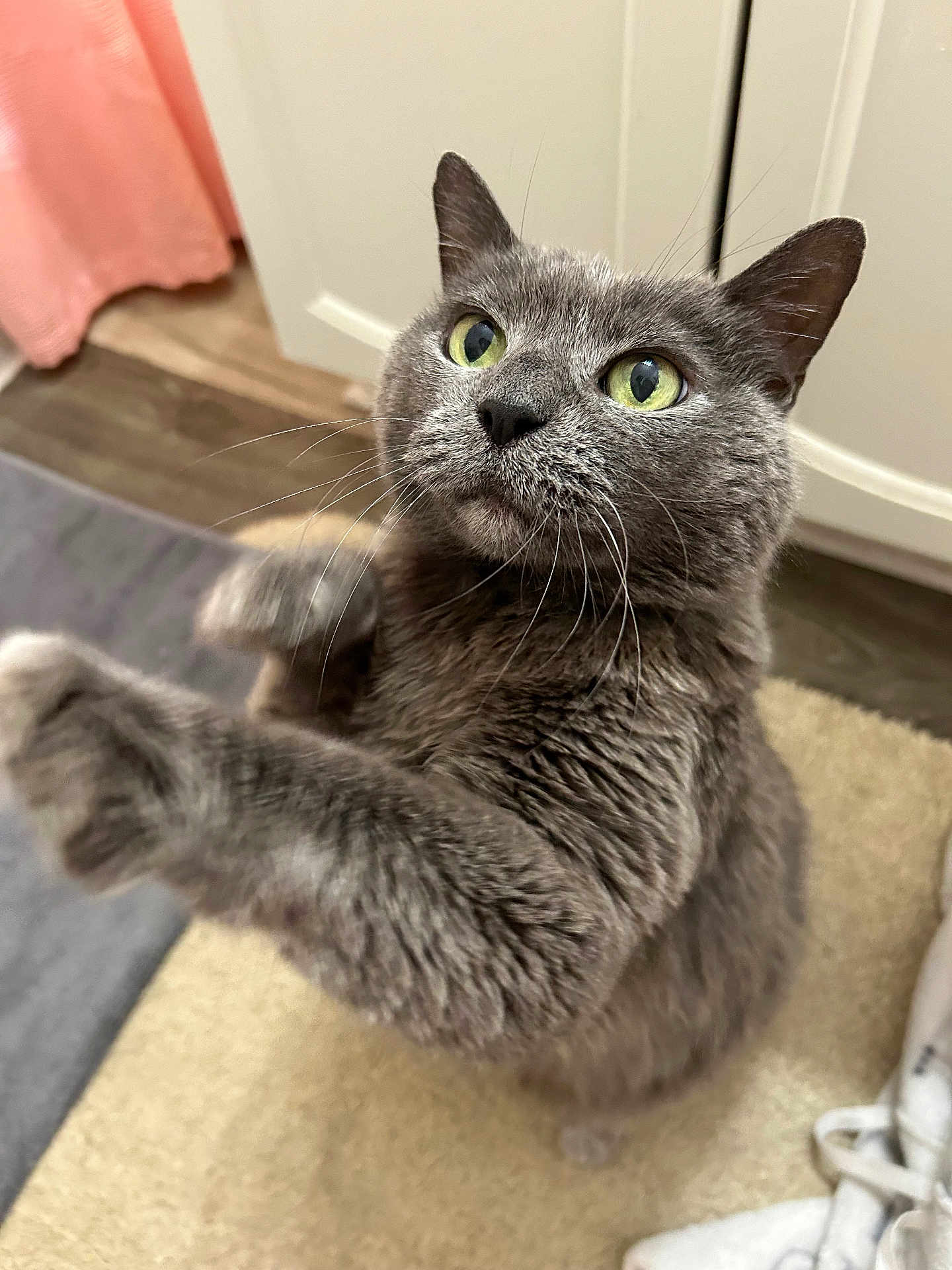 Tommy joined the competition — help win amazing prizes! cat, gray_cat, green_eyes, whiskers, indoor, carpet, curtain, cabinet, feline, pet, fur, closeup, playful, paw, floor, domestic, animal, cute, looking_up, soft_light
